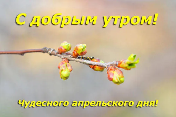 Красивые картинки с Добрым апрельским утром. Доброго апрельского утра и хорошего дня — картинки красивые&nbsp;