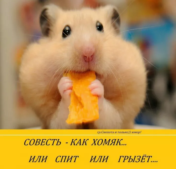 Картинки с Днём хомяка. Прикольные картинки с надписями на Всемирный день хомяка