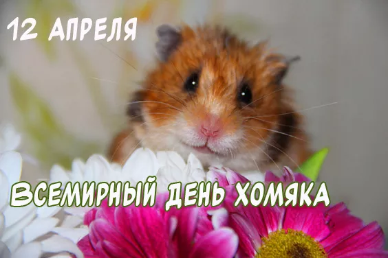 Картинки с Днём хомяка