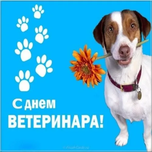 Красивые картинки с Днем ветеринарного врача. Прикольные картинки с Днем ветеринарного врача