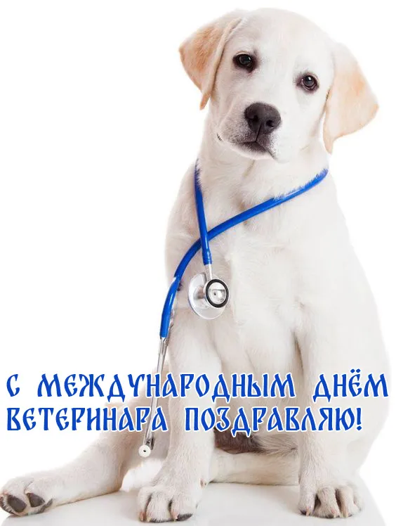 Красивые картинки с Днем ветеринарного врача. Прикольные картинки с Днем ветеринарного врача