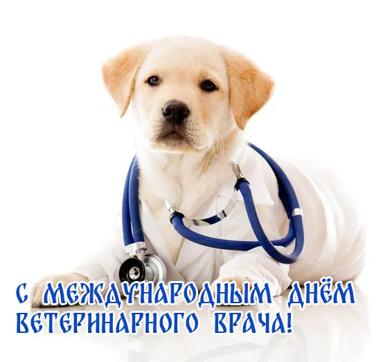 Красивые картинки с Днем ветеринарного врача