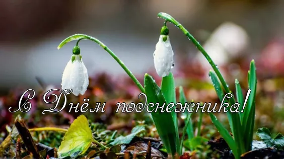 Картинки с Днем подснежника. Красивые картинки с Днем подснежника: прикольные и новые