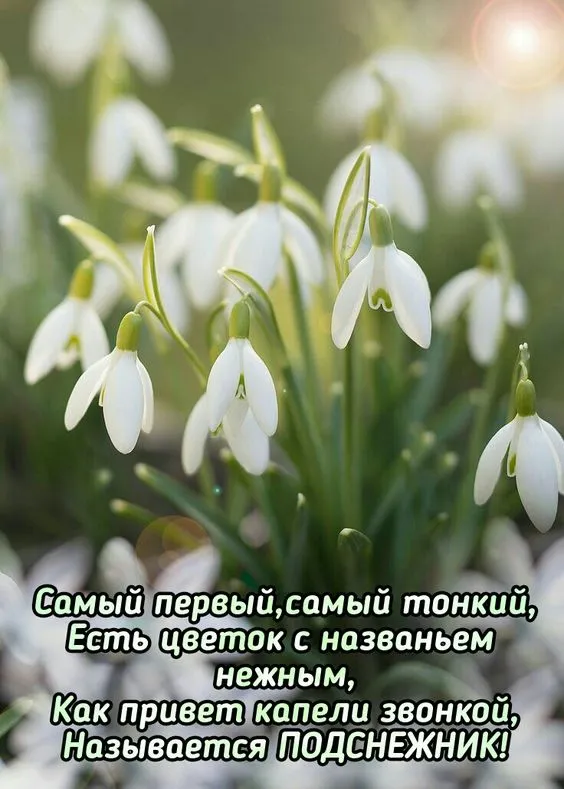 Картинки с Днем подснежника. Красивые картинки на День подснежника с надписями и поздравлениями&nbsp;