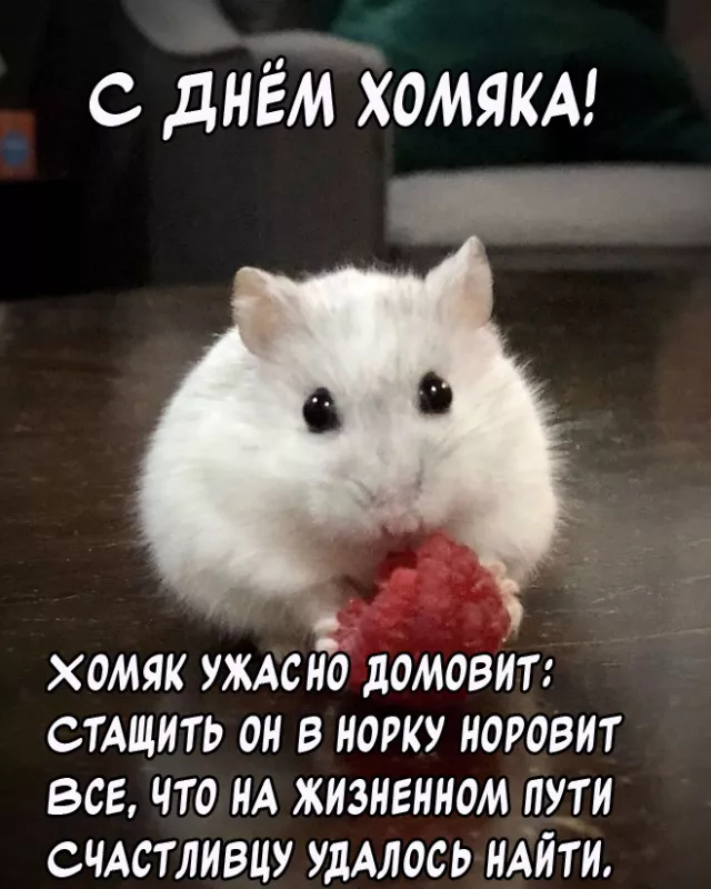 Картинки с Днём хомяка. Прикольные картинки с надписями на Всемирный день хомяка