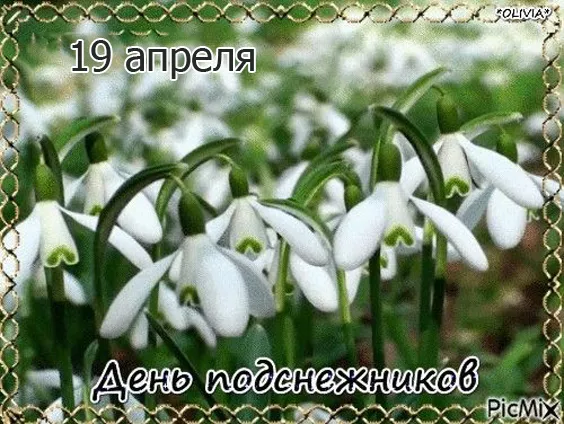 Картинки с Днем подснежника. Красивые картинки с Днем подснежника: прикольные и новые