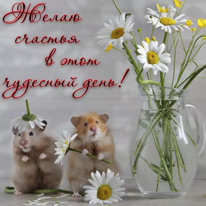 Картинки с Днём хомяка. Прикольные картинки с надписями на Всемирный день хомяка