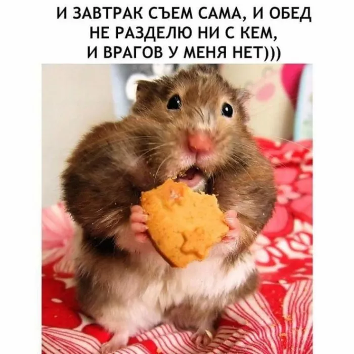 Картинки с Днём хомяка. Прикольные картинки с надписями на Всемирный день хомяка