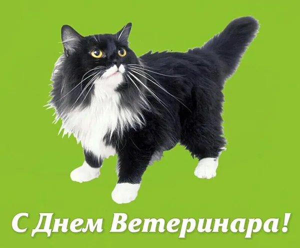 Красивые картинки с Днем ветеринарного врача. Прикольные картинки с Днем ветеринарного врача