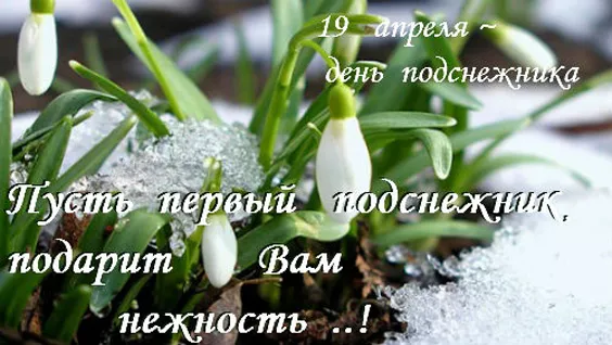 Картинки с Днем подснежника. Красивые картинки на День подснежника с надписями и поздравлениями&nbsp;
