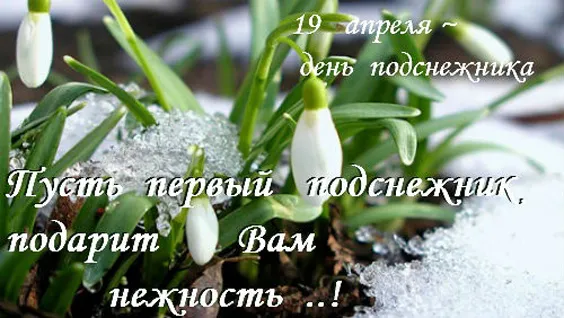 Картинки с Днем подснежника. Красивые картинки на День подснежника с надписями и поздравлениями&nbsp;