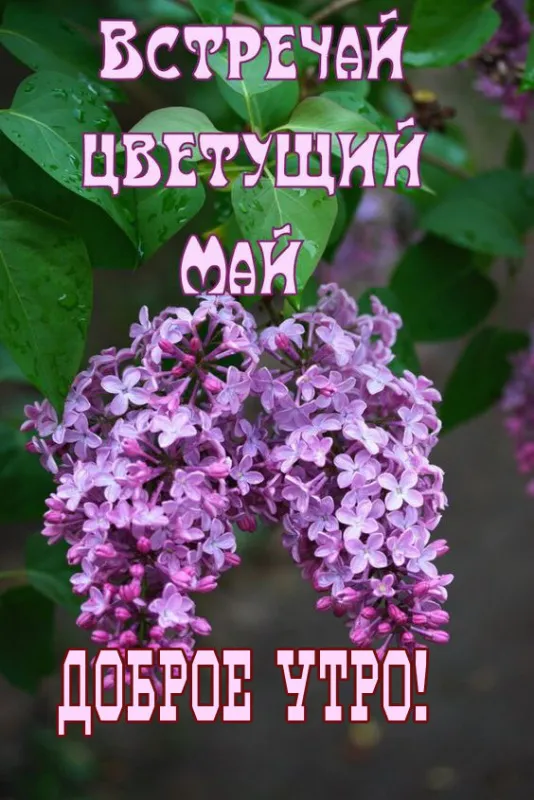 Красивые картинки с Добрым майским утром. С Добрым майским утром: картинки красивые и новые