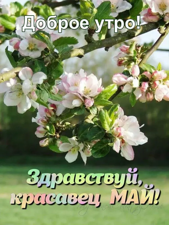 Красивые картинки с Добрым майским утром. С Добрым майским утром: картинки красивые и новые