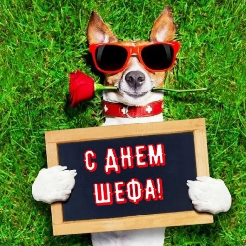 Красивые картинки с Днем Шефа (День Босса). Красивые и прикольные картинки с Днем Шефа (День Босса)