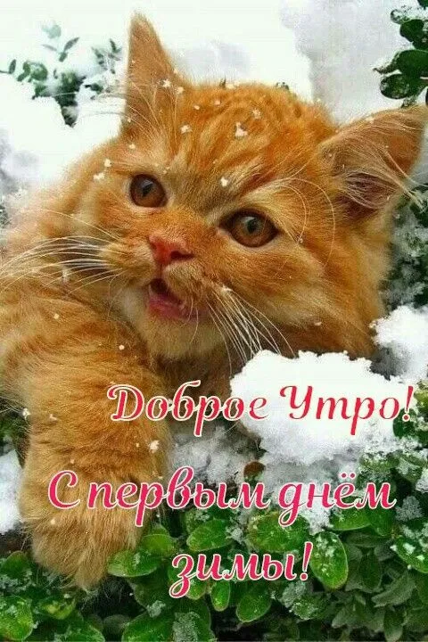 Картинки с Первым днём зимы. Красивые картинки с Добрым утром на первый день зимы