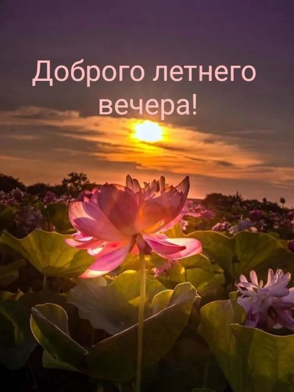 Добрый летний вечер — красивые картинки и открытки. Красивые картинки "Добрый летний вечер" — атмосфера лета и тепла