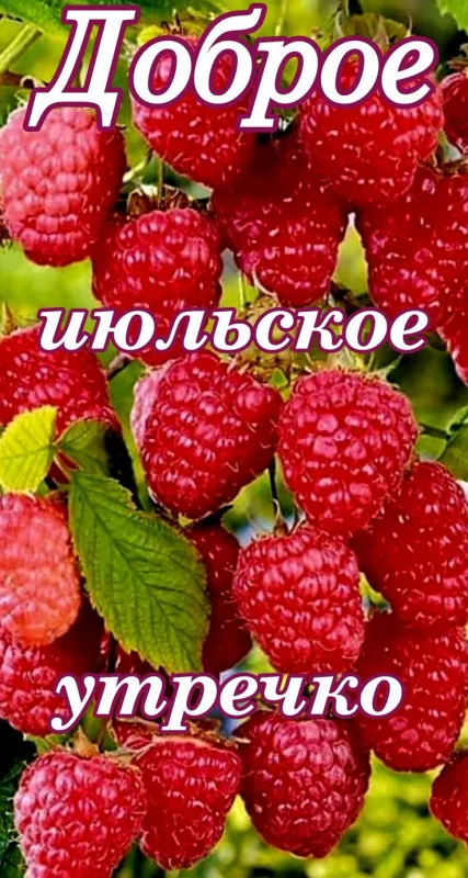 Доброе июльское утро — красивые открытки и картинки с пожеланиями. Красивые картинки с Добрым июльским утром: скачать бесплатно