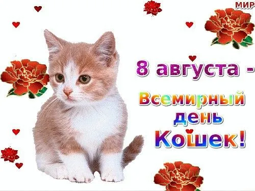 Картинки и открытки на Всемирный день кошек — скачать лучшие изображения. Красивые открытки на Всемирный день кошек — подборка 2025