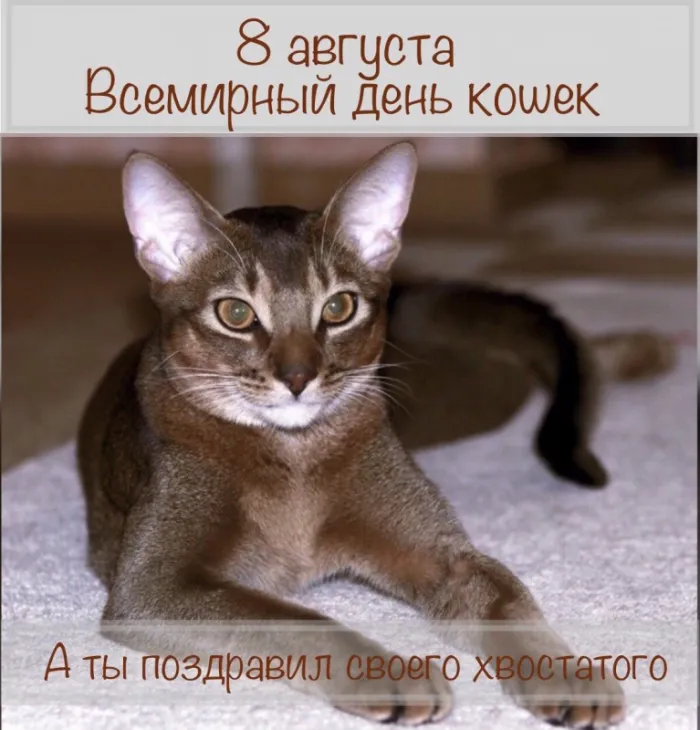 Картинки и открытки на Всемирный день кошек — скачать лучшие изображения. Прикольные и смешные картинки с Днём кошек