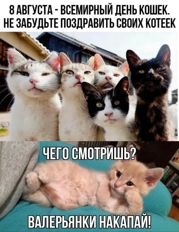 Картинки и открытки на Всемирный день кошек — скачать лучшие изображения. Прикольные и смешные картинки с Днём кошек
