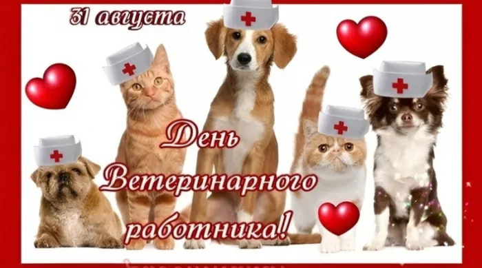 Красивые и новые картинки с Днём ветеринарного работника (35+ штук). Красивые картинки с Днем ветеринарного работника (День ветеринара)