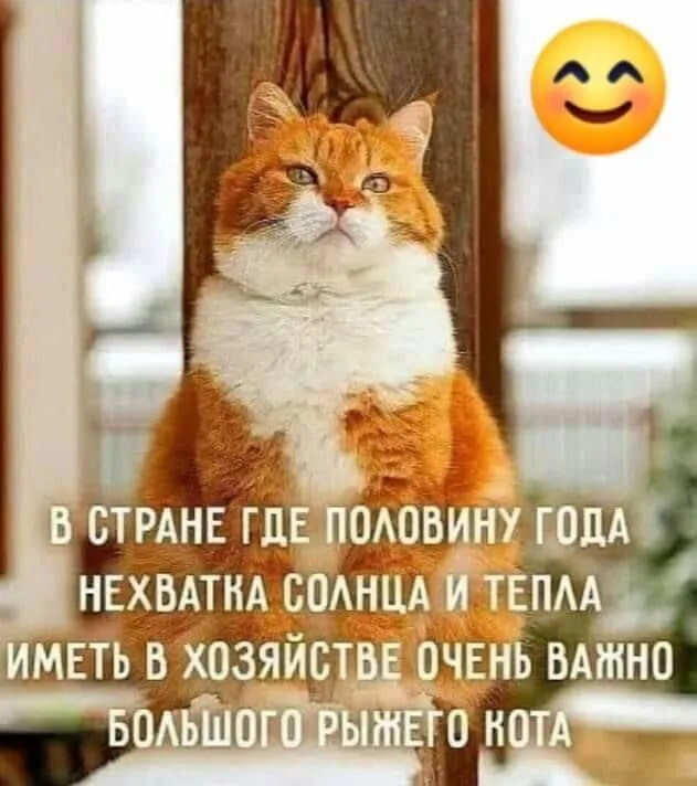 Картинки и открытки на Всемирный день кошек — скачать лучшие изображения. С Днём кошек: картинки с надписями и пожеланиями