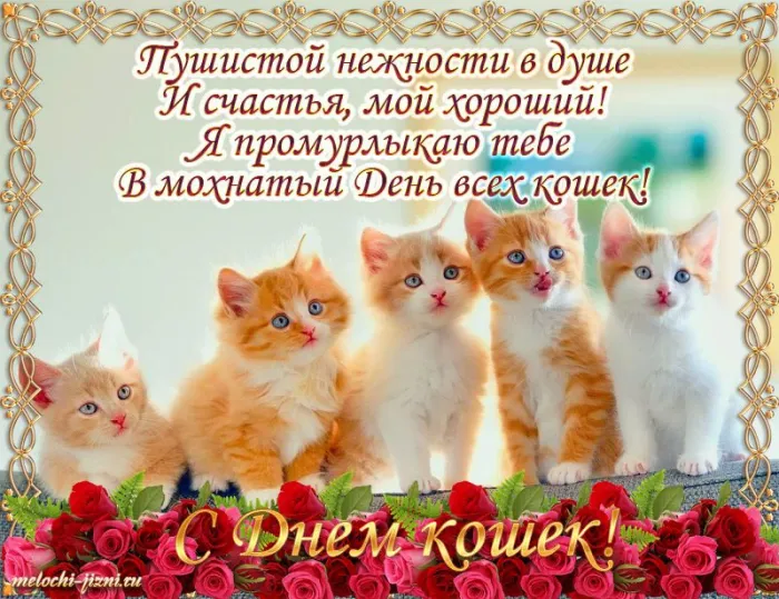 Картинки и открытки на Всемирный день кошек — скачать лучшие изображения. С Днём кошек: картинки с надписями и пожеланиями