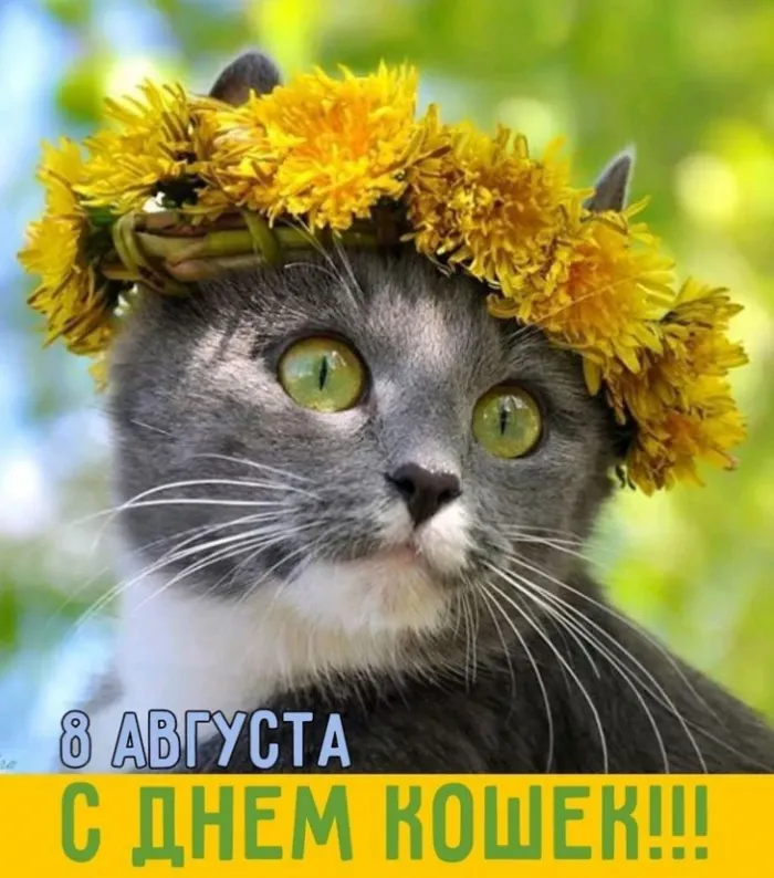 Картинки и открытки на Всемирный день кошек — скачать лучшие изображения. Красивые открытки на Всемирный день кошек — подборка 2025