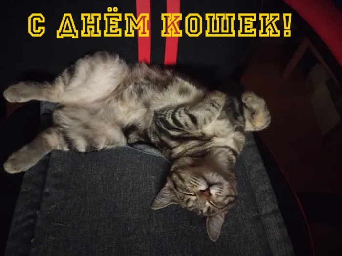 Картинки и открытки на Всемирный день кошек — скачать лучшие изображения. Красивые открытки на Всемирный день кошек — подборка 2025