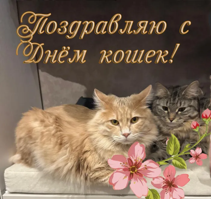 Картинки и открытки на Всемирный день кошек — скачать лучшие изображения