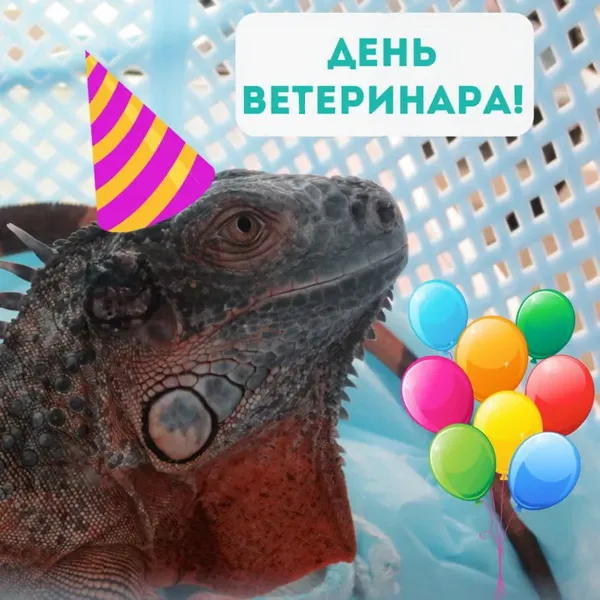 Красивые и новые картинки с Днём ветеринарного работника (35+ штук). Прикольные картинки с Днем ветеринарного работника (День ветеринара)