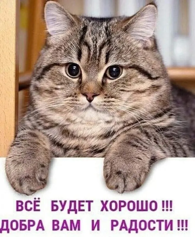 Картинки и открытки на Всемирный день кошек — скачать лучшие изображения. С Днём кошек: картинки с надписями и пожеланиями