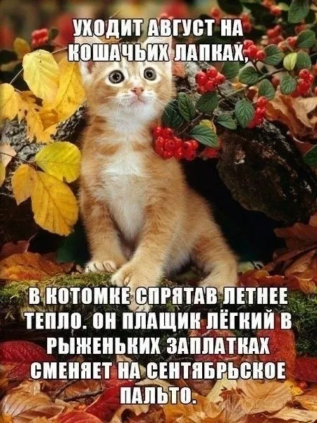 Картинки «С последним днем лета» 2025. Открытки С последним днём лета с надписями и пожеланиями