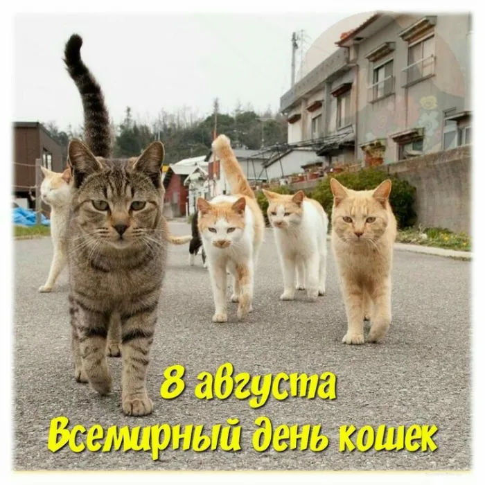 Картинки и открытки на Всемирный день кошек — скачать лучшие изображения. Прикольные и смешные картинки с Днём кошек